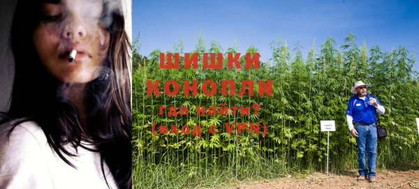 прущие грибы Новозыбков