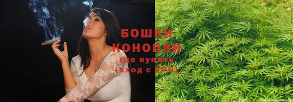 прущие грибы Новозыбков