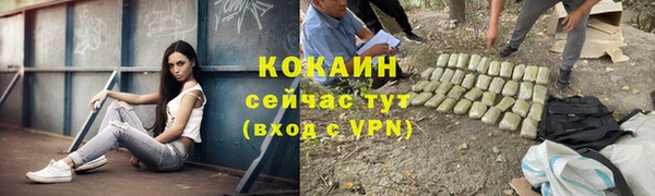 прущие грибы Новозыбков