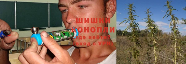 прущие грибы Новозыбков